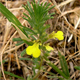 Ajuga chamaepitys